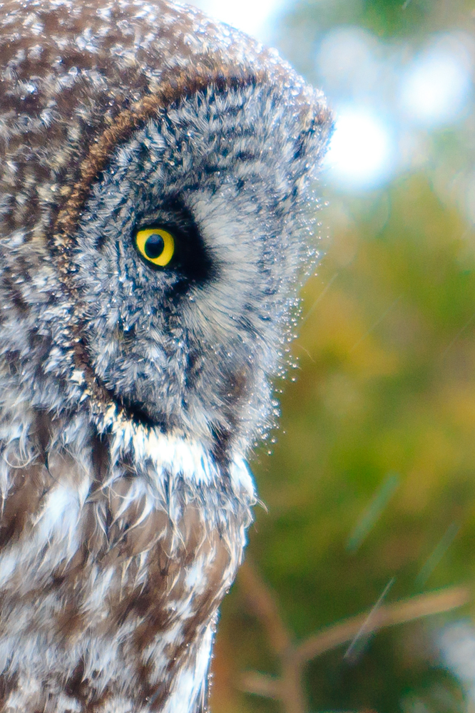 Great Gray Owl