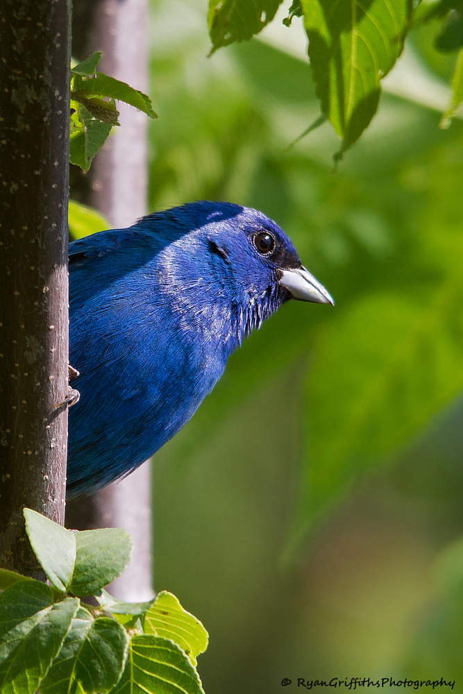 indigo bunting