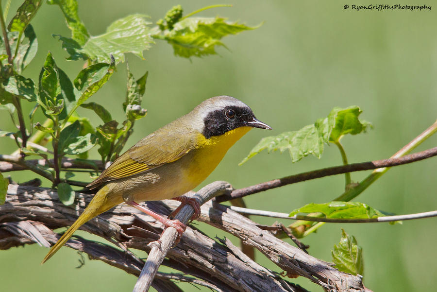 common yellow throat