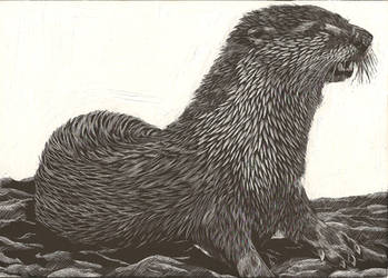 Otter Scratchboard