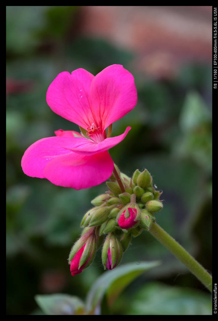 Ironically Pink Pink by ironiclensflare on DeviantArt