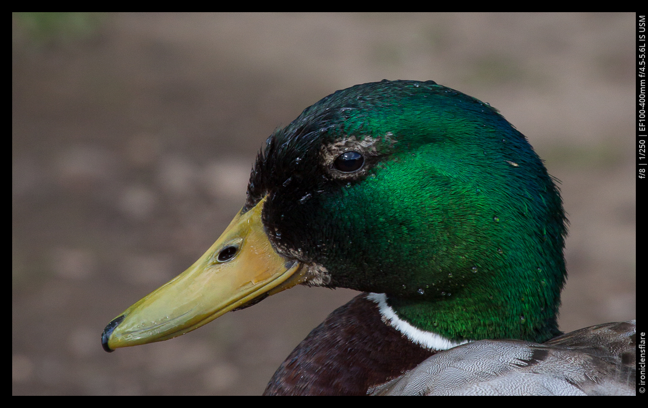 Mallard