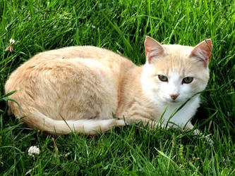 Pale Ginger Kitten