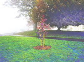 Tree in photoshop