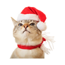 Cat Transparent Background PNG (15)