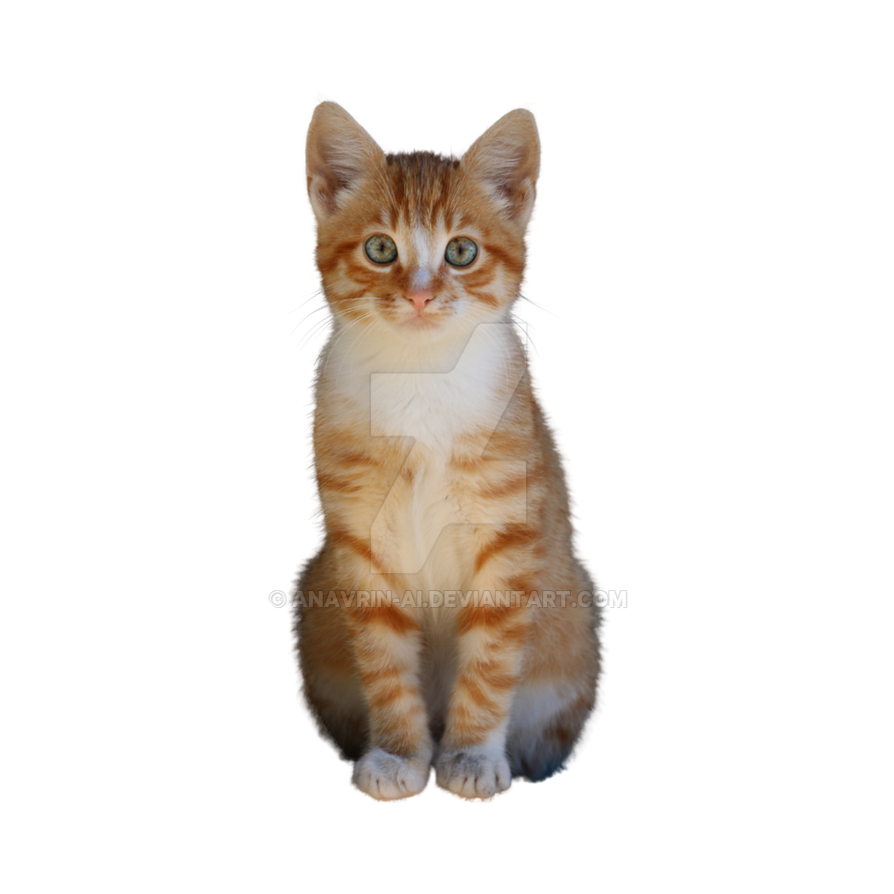 Cat isolated Transparent Background PNG by anavrin-ai on DeviantArt