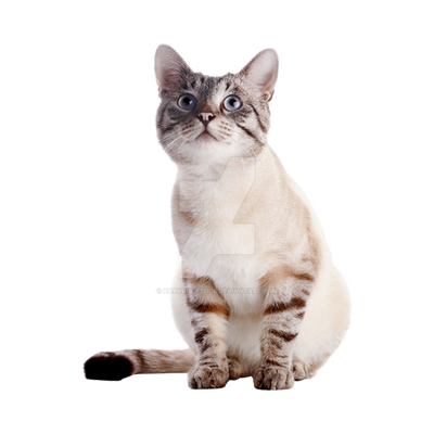 british cat isolated on white background. Cute cat PNG transparent