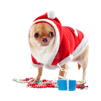 Dog PNG Transparent Background (41)