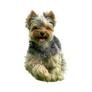 Dog PNG Transparent Background (21)