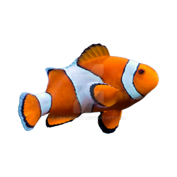 Fish Transparent Background PNG (6)