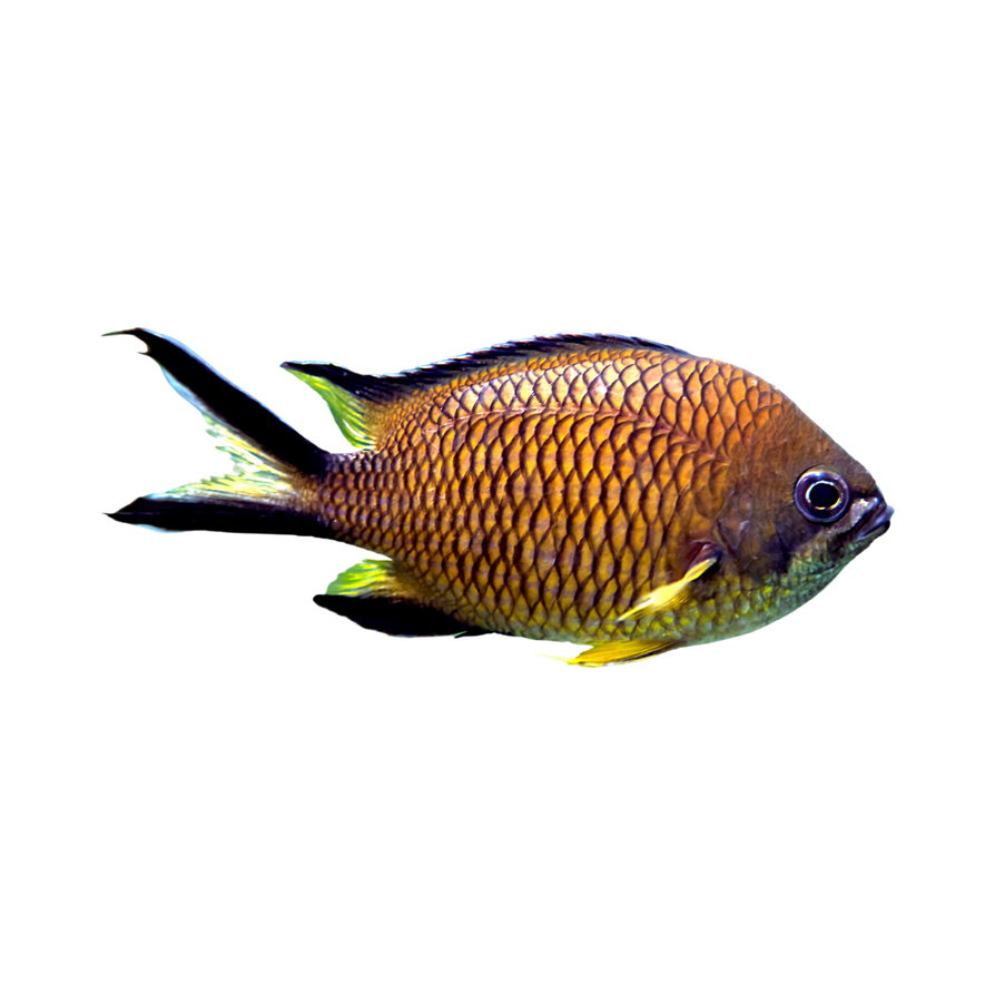 Fish Transparent Background PNG (3) by anavringold on DeviantArt