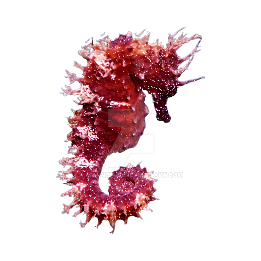 Seahorse PNG Transparent Background 9 By Anavrin ai On DeviantArt seahorse-png-transparent-background-9-by-anavrin-ai-on-deviantart