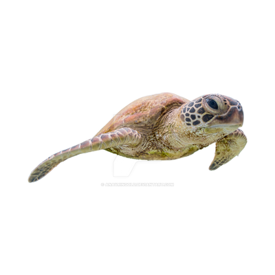 Turtle PNG Transparent Background (1) by anavringold on DeviantArt