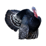 Turkey PNG isolated Transparent Background