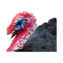 Turkey PNG isolated Transparent Background