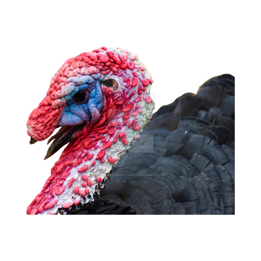 Turkey PNG isolated Transparent Background by anavrin-ai on DeviantArt