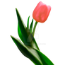 flower tulip isolated transparent background
