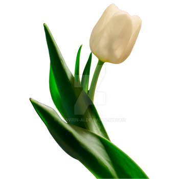 flower tulip isolated transparent background