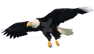 Eagle In Flight Isolated On Transparent Background