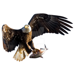 Eagle In Flight Isolated On Transparent Background