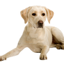 Dog isolated on transparent background png