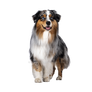 Puppy Dog Isolated On Transparent Background (58)