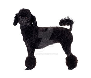 Webkinz pom pom kitty and Labradoodle by Vesperwolfy87 on DeviantArt