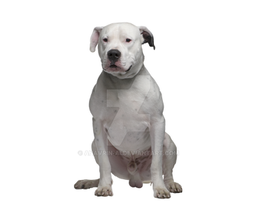 Puppy Dog Isolated On Transparent Background (35)