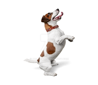 Puppy Dog Isolated On Transparent Background (19)