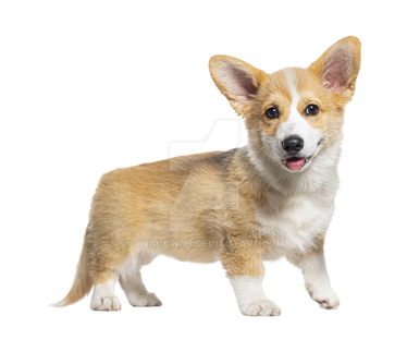 Puppy Dog Isolated On Transparent Background (17)