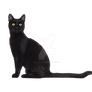 Cat Kitten Isolated On Transparent Background (38)