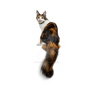 Cat Kitten Isolated On Transparent Background (27)