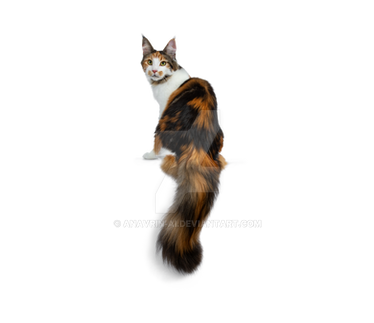 Cat Kitten Isolated On Transparent Background (27)