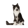 Cat Kitten Isolated On Transparent Background (26)