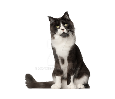 Cat Kitten Isolated On Transparent Background (26)