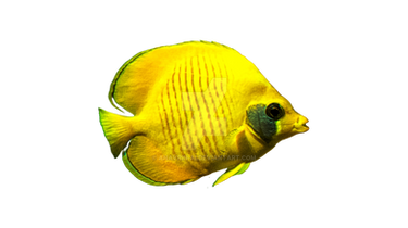 Ornamental Fish Isolated Png Stock (8)