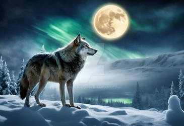 Wolf Howling At The Full Moon (52)