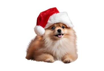 Pomeraniam santa claus puppy dog isolated (7)