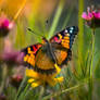 A butterfly on a flower in the field. AI generated