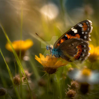 A butterfly on a flower in the field. AI generated