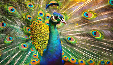 A peacock with a majestic tail. AI art generated (