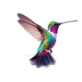 Iridescent Hummingbird isolated on transparent bac