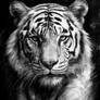 Charcoal Tiger (2)