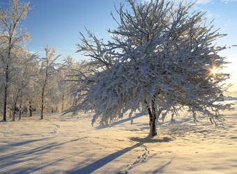 snow tree