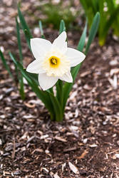 White Flower