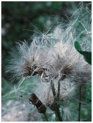 spider and insects