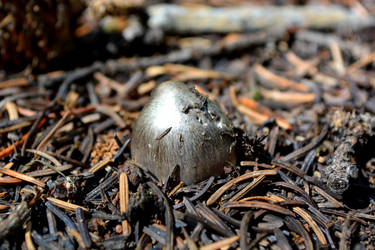 Metallic Mushroom  2