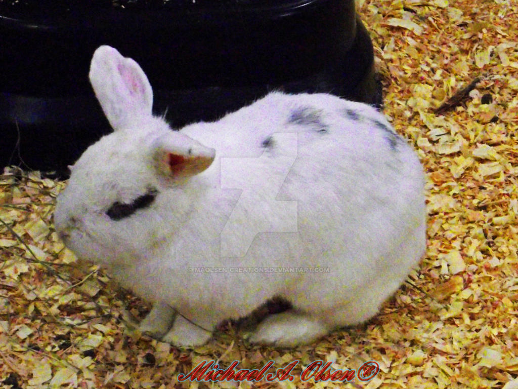 Bunny Rabbit by MAOlsen-Creations on DeviantArt
