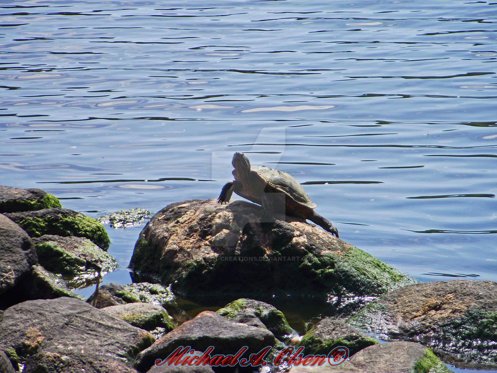 Turtle by MAOlsen-Creations on DeviantArt