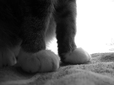 Paws